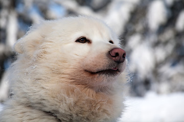 Image showing profile portrait of husky dog