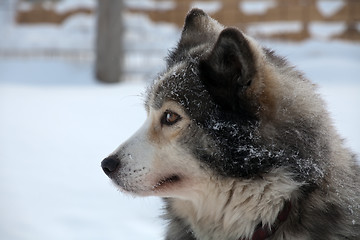 Image showing profile portrait of  sled dog