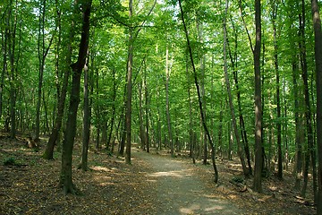 Image showing Forest