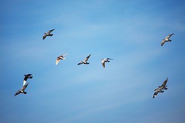 Image showing Birds