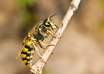 Image showing Large Wasp on thin branch