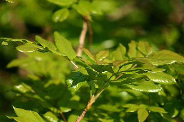 Image showing green leaves