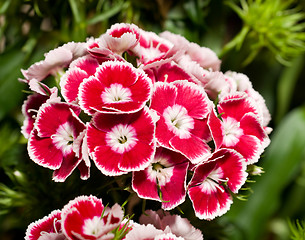 Image showing Beautiful carnation or pink flowers