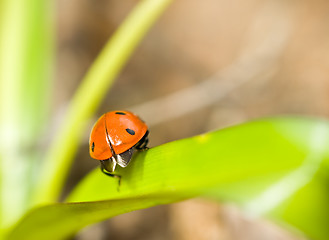 Image showing Closeup of ladybirds back on grass