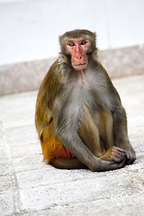 Image showing macaque