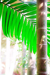 Image showing Areca palm