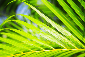 Image showing palm leaf