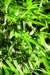 Image showing bamboo plant