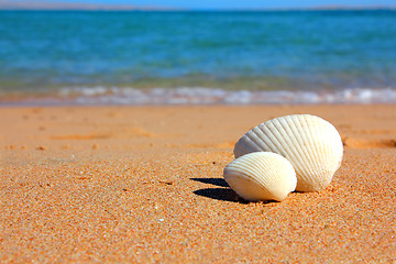 Image showing view on seashells on beach