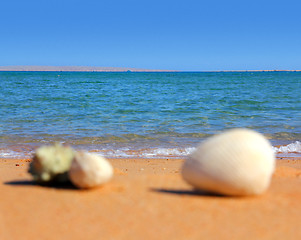 Image showing defocused seashells on beach