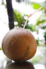 Image showing coconut