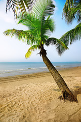 Image showing coconut palm