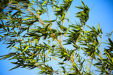 Image showing bamboo plant 