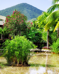 Image showing tropical garden 