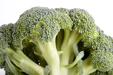 Image showing Broccoli