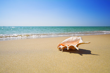 Image showing shell on the beach