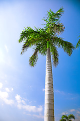 Image showing one palm 