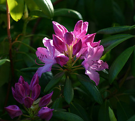 Image showing Rhododendron