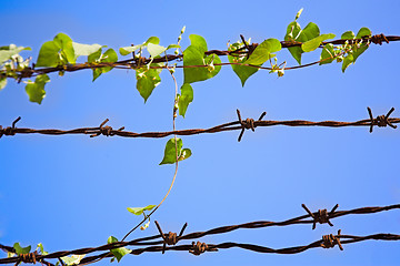 Image showing barbed wire 