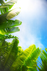 Image showing leaves and sky