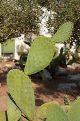 Image showing Tzabar cactus, or prickly pear