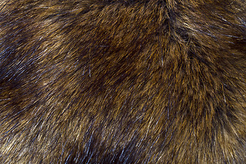 Image showing Background of lynx fur closeup 