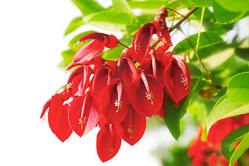 Image showing red flowers 