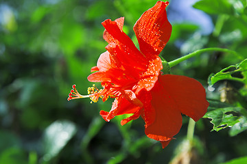 Image showing red flower