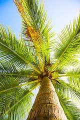 Image showing coconut palm