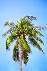 Image showing coconut palm