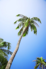 Image showing coconut palm