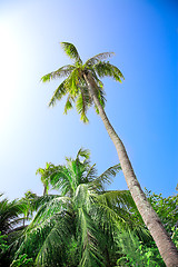 Image showing coconut palm