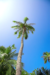 Image showing coconut palm