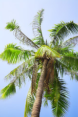 Image showing coconut palm