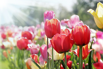 Image showing tulips in spring sun