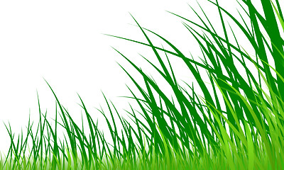 Image showing green grass