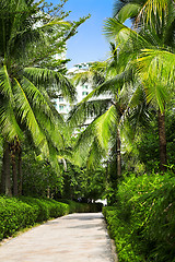 Image showing palm alley 