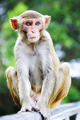 Image showing macaque