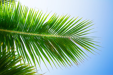 Image showing palm leaves