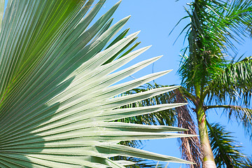 Image showing palm leaf