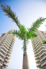 Image showing palm and buildings