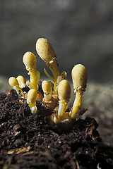 Image showing toadstools