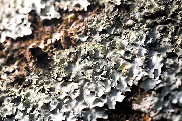 Image showing lichen texture