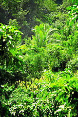 Image showing Rainforest