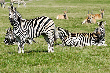 Image showing Group of zebras