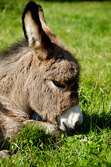 Image showing Donkey face