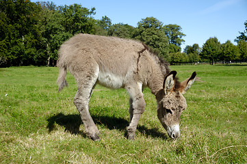 Image showing Donkey eating grass