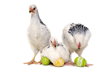 Image showing Chickens and easter eggs