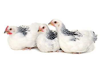 Image showing Chickens resting on white background