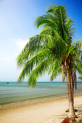 Image showing coconut palm